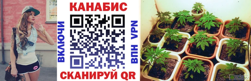 дарнет шоп  Арзамас  Бошки Шишки MAZAR 